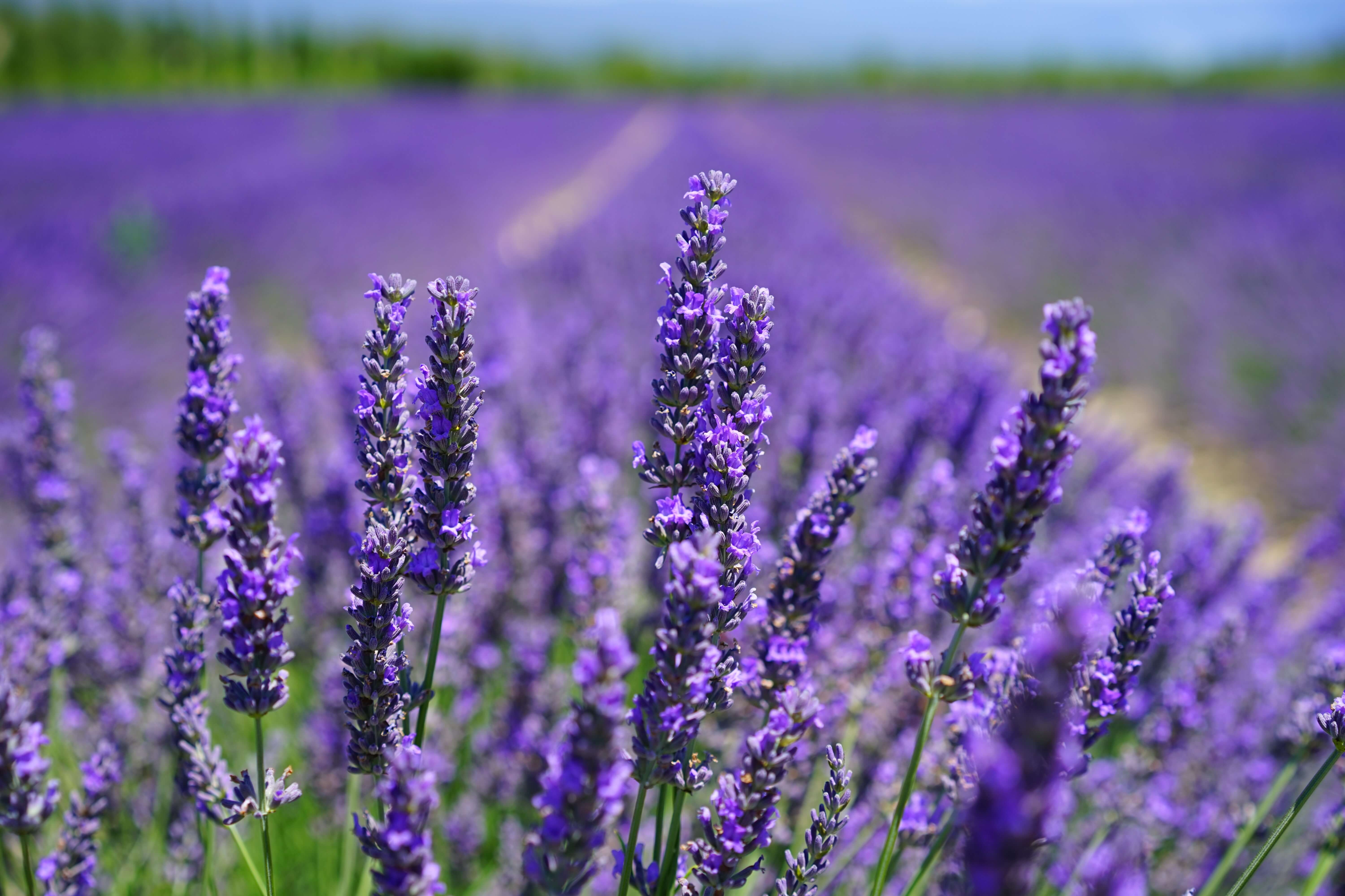 Lavandula Angustifolia Flower Water