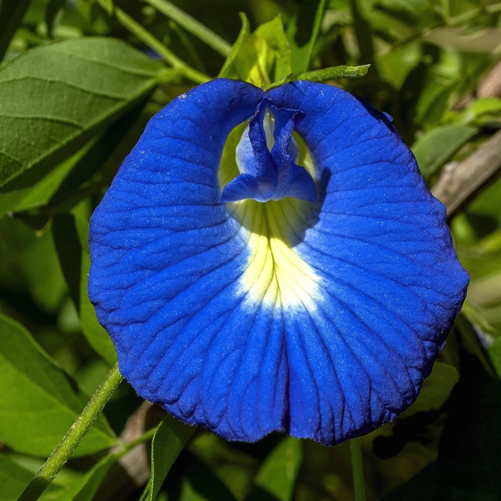 Butterfly Pea