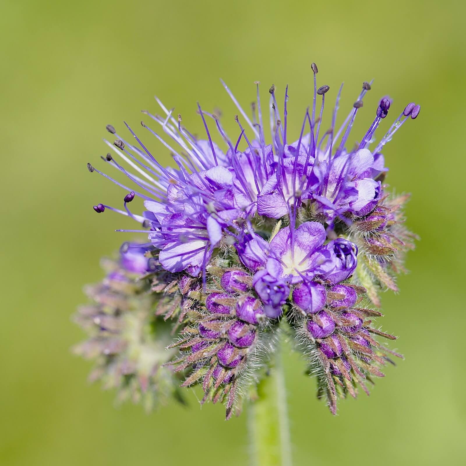 Blue Tansy