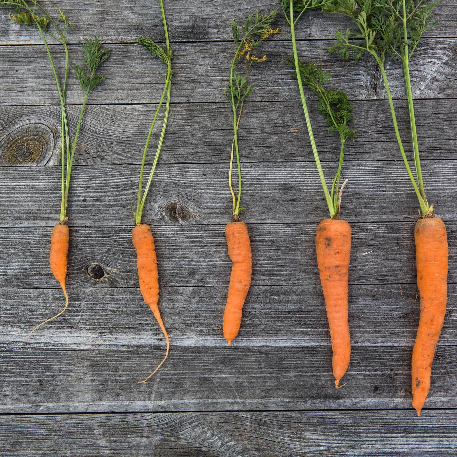 Carrot Root